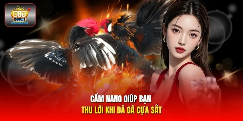 Cẩm nang giúp bạn thu lời khi đá gà cựa sắt