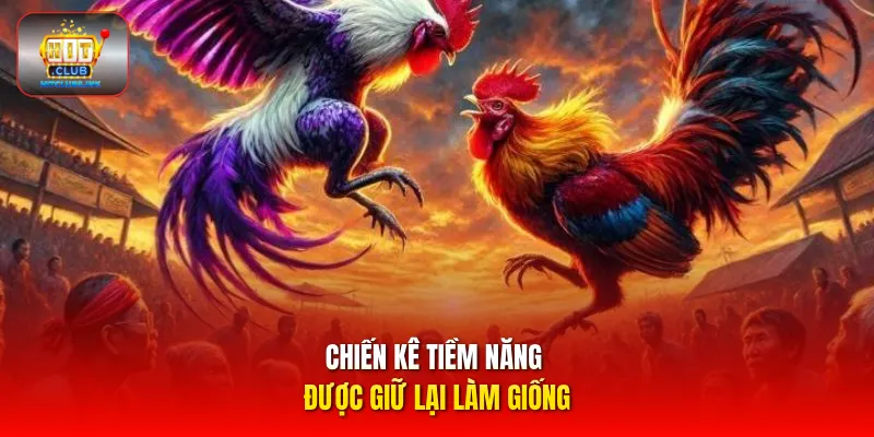 Chiến kê tiềm năng được giữ lại làm giống