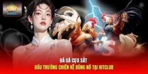 đá gà cựa sắt