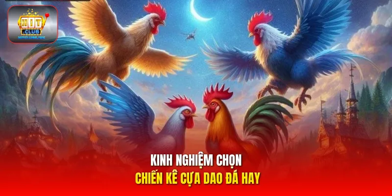 Kinh nghiệm chọn chiến kê cựa dao đá hay