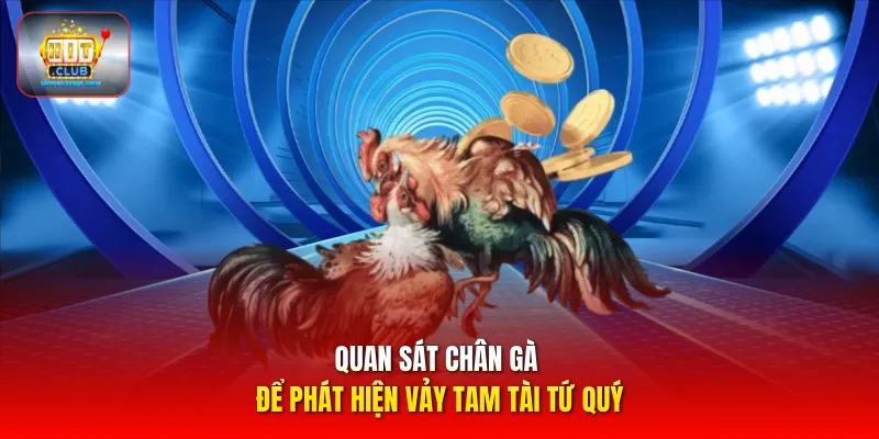Quan sát chân gà để phát hiện vảy tam tài tứ quý